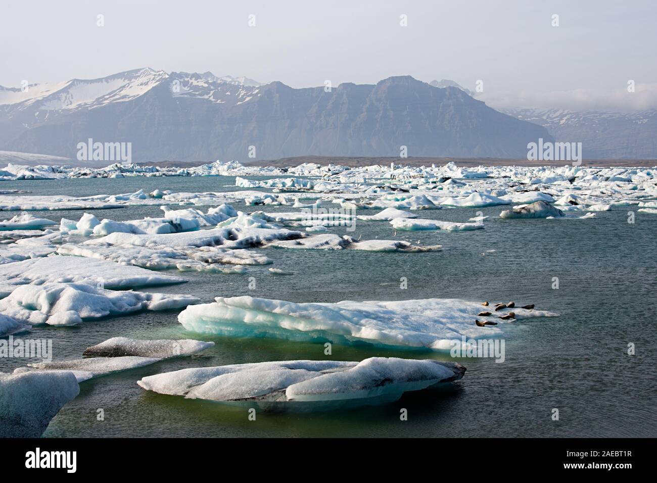 Alcune guarnizioni su un iceberg in Joekulsarlon, Islanda. Foto Stock