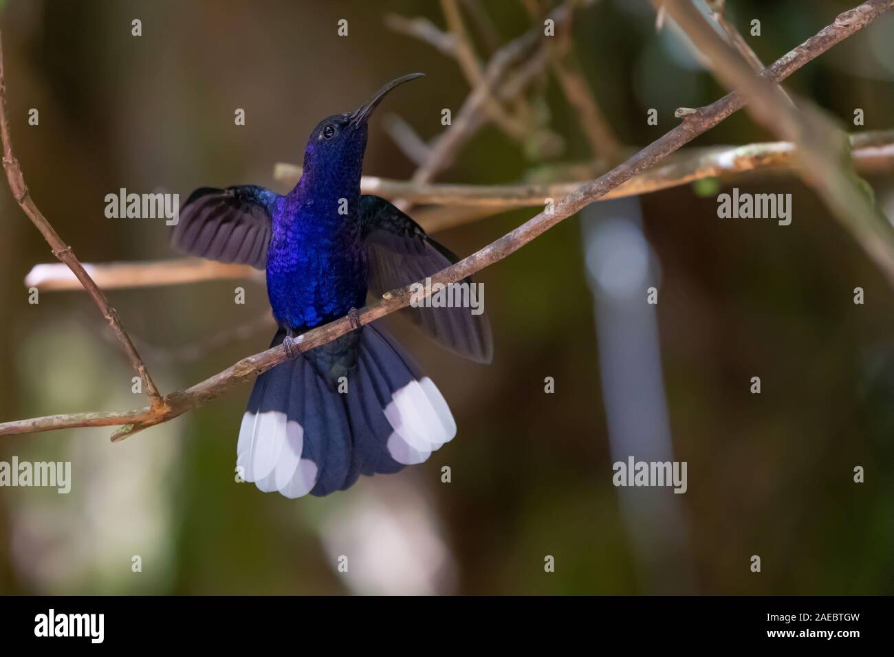 Violet sabrewing hummingbird (largipennis hemileucurus). Colibrì si nutrono di nettare e insetti. Si librano vicino a fiori dallo sbattimento le loro ali ma Foto Stock
