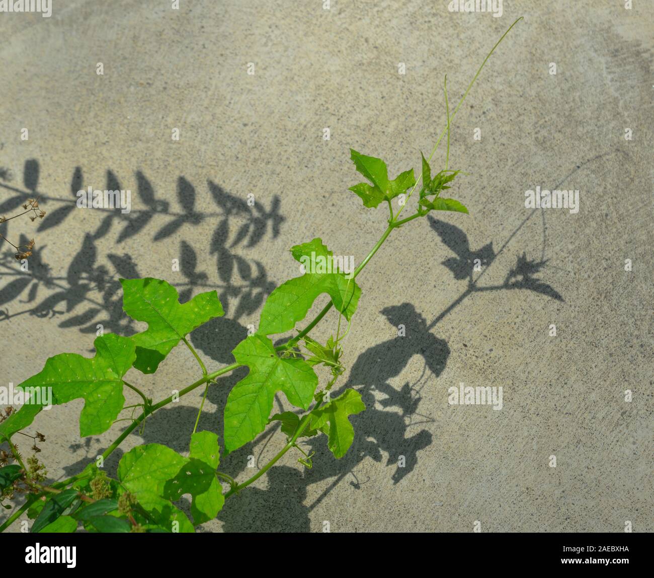 Fresco verde Passiflora foetida (Nhan lunga in vietnamita) foglie al giardino della natura nel giorno d'estate. Foto Stock
