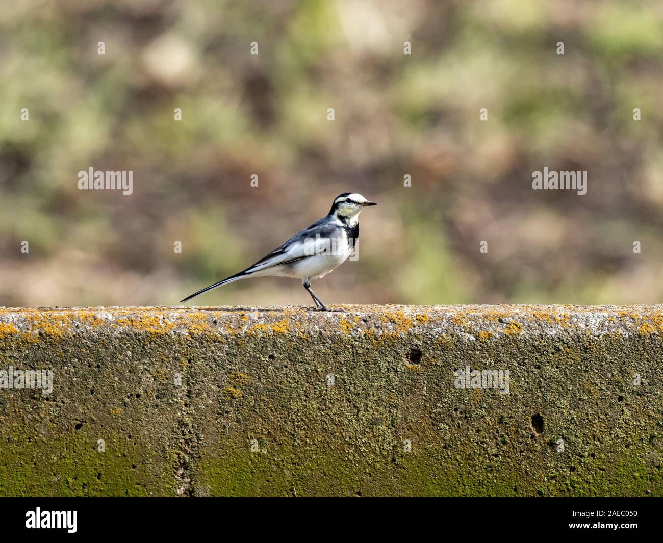 Un bianco Giapponese, wagtail Motacilla alba lugens, posatoi sul divisore tra due raccolte di recente i campi di riso. Foto Stock