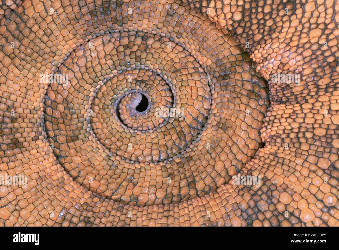 Panther Chameleon (Furcifer pardalis) arricciata, sprialed Fibonacci coda modellato. Foto Stock