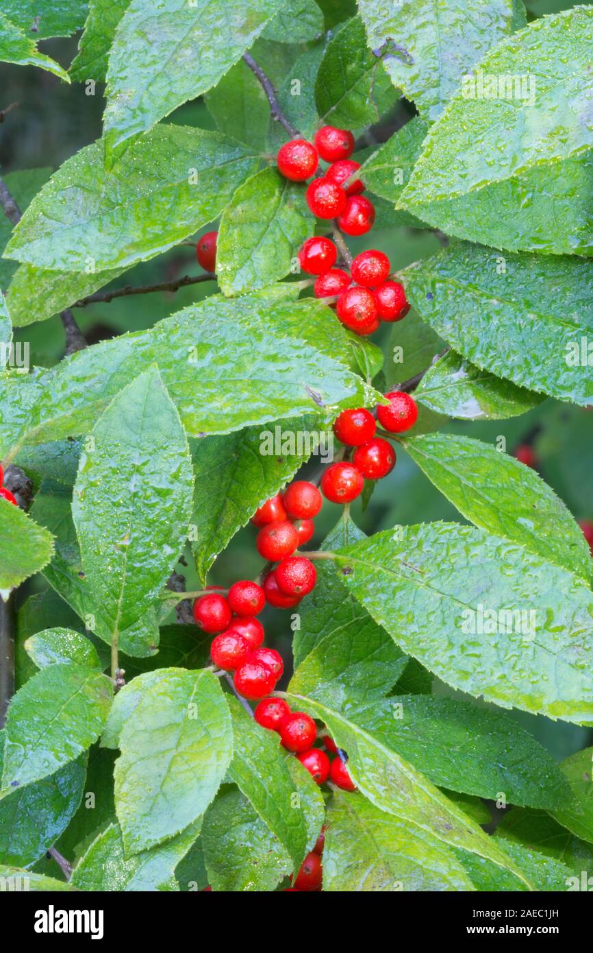 Winterberry Holly (Ilex verticillata) Bush laden con bacche rosse in tarda estate. Delaware Water Gap National Recreation Area, luccio Co., Pennsylvania. Foto Stock