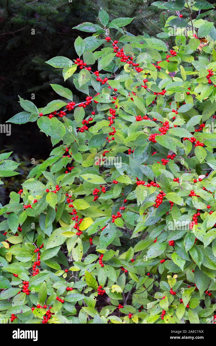 Winterberry Holly (Ilex verticillata) Bush laden con bacche rosse in tarda estate. Delaware Water Gap National Recreation Area, luccio Co., Pennsylvania. Foto Stock