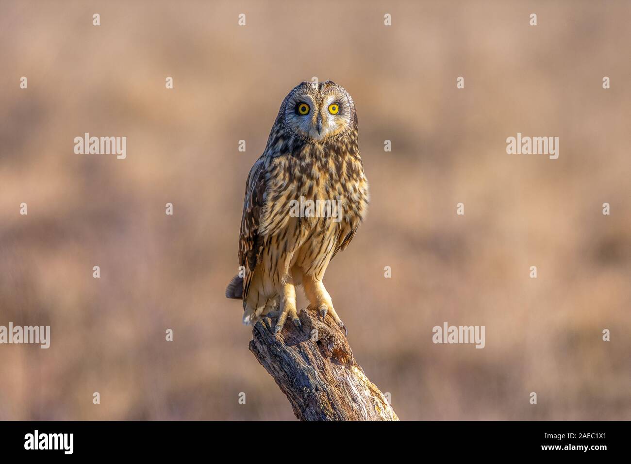 Sumpfohreule (asio flammeus) corto-eared Owl • Bayern, Deutschland Foto Stock