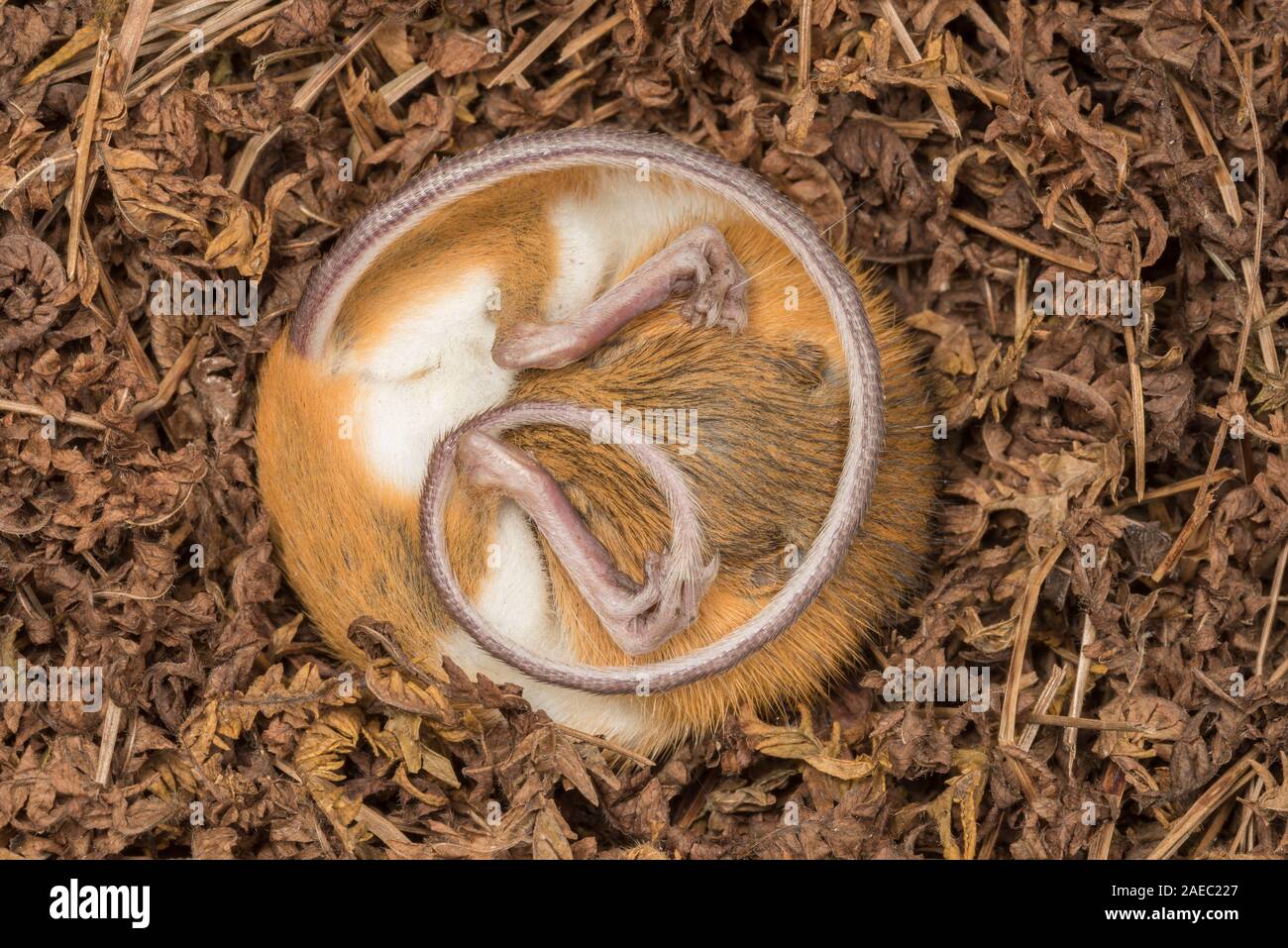 Woodland Jumping Mouse (Napaezapus insignis) in sospensione nel nido costruito nel tunnel laterale del burrow fatta da un altro mammifero. Foto Stock