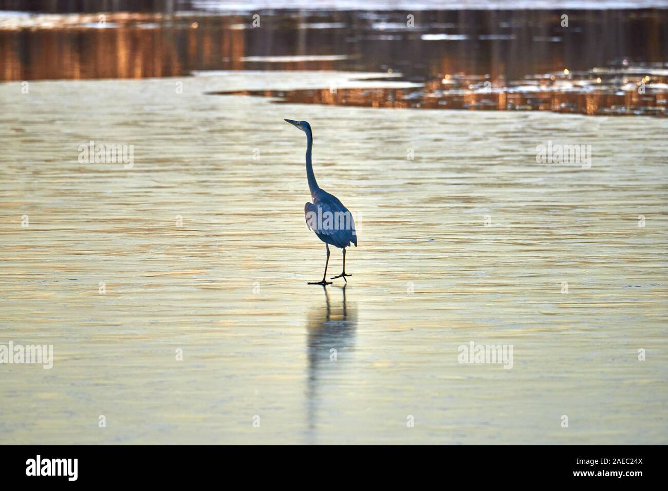 Airone cenerino sorge sul ghiaccio del Lago Foto Stock