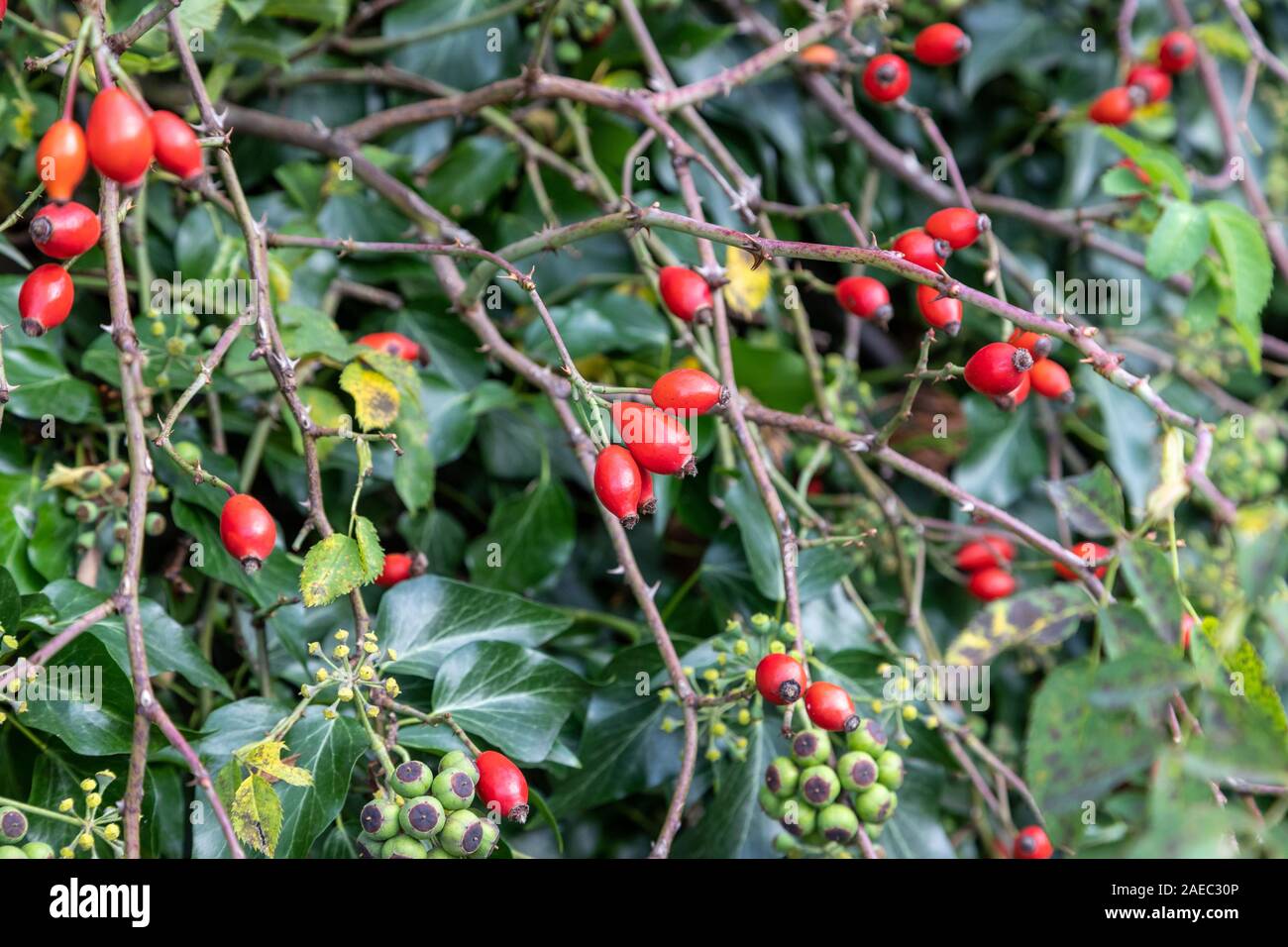 Close-up di ripe red rose hip e verde edera fiorisce in autunno Foto Stock