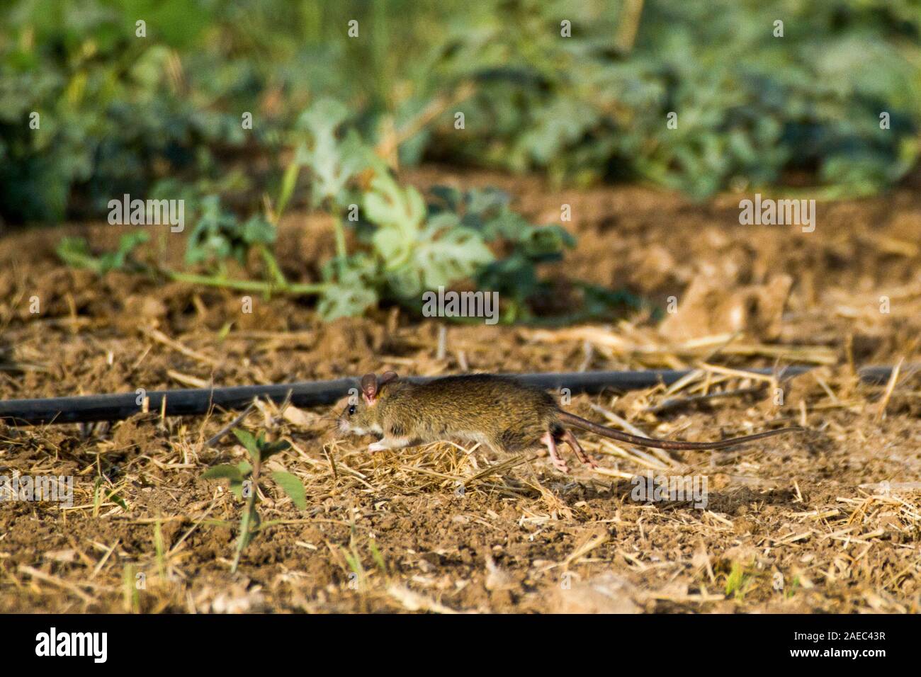 Nero (ratto Rattus rattus) noto anche come spedizione di ratto, tetto, di ratto o casa rat è un comune di lungo-tailed roditore del genere di ratto Rattus, fotografato in Israe Foto Stock