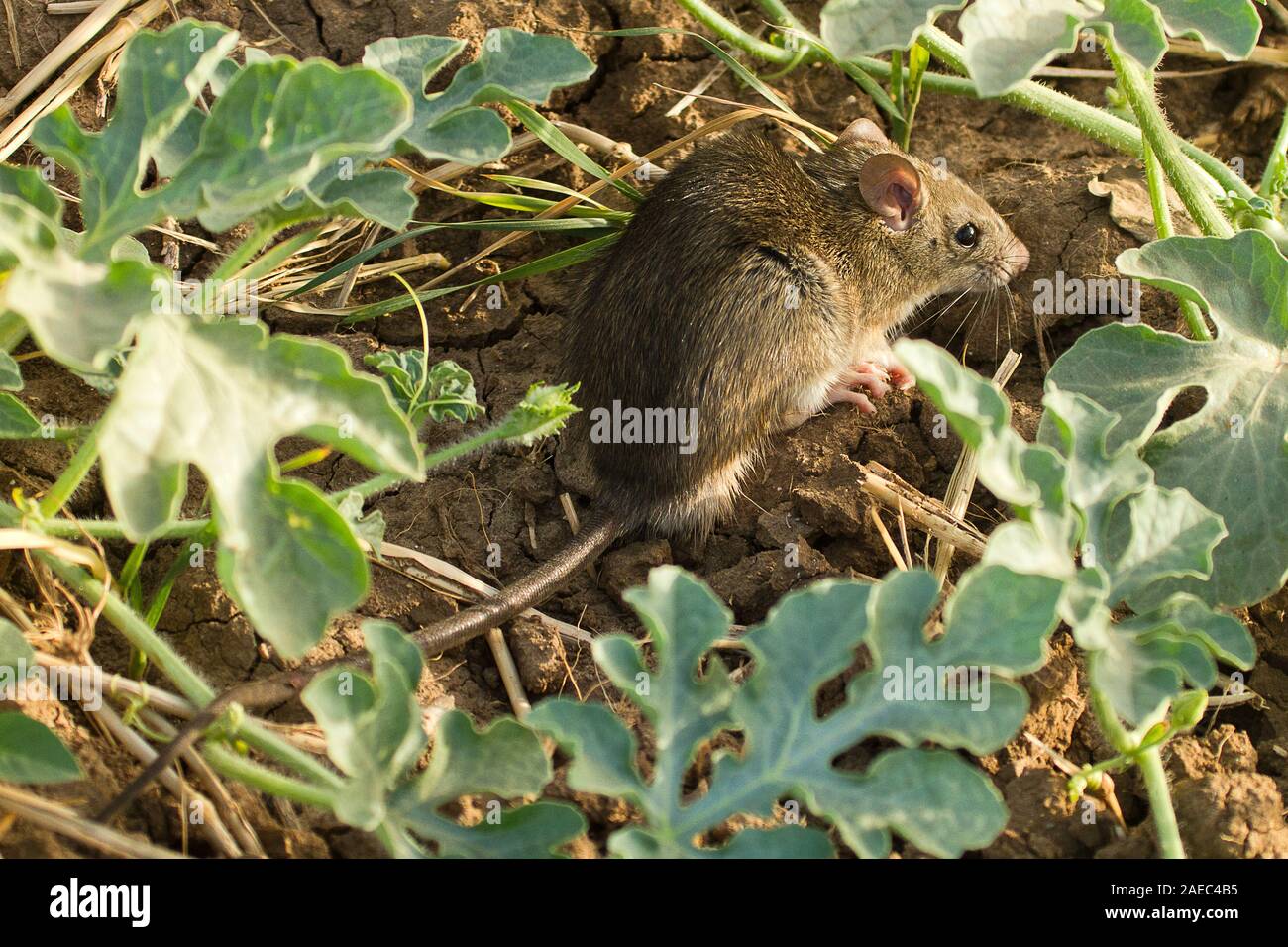 Nero (ratto Rattus rattus) noto anche come spedizione di ratto, tetto, di ratto o casa rat è un comune di lungo-tailed roditore del genere di ratto Rattus, fotografato in Israe Foto Stock