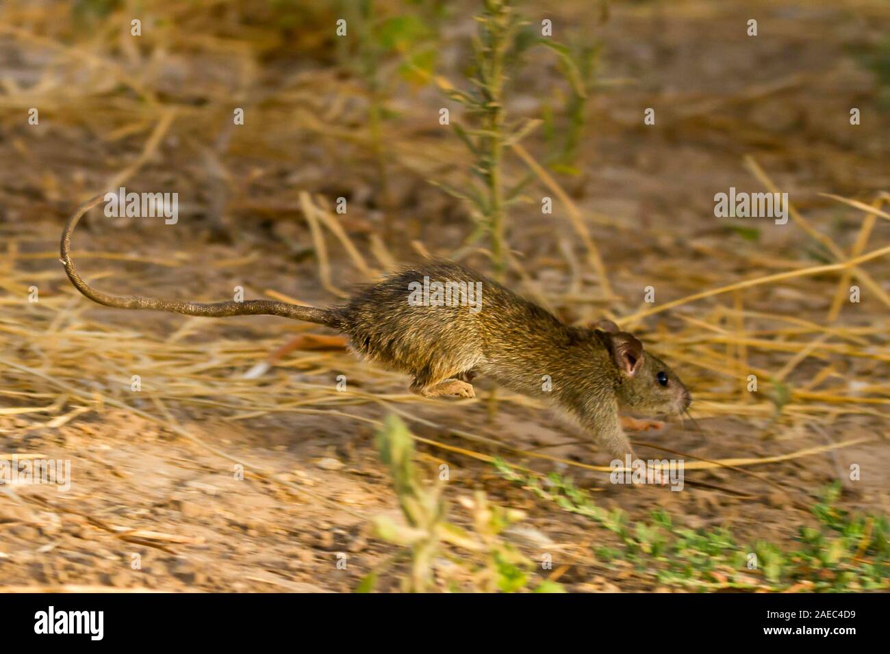 Nero (ratto Rattus rattus) noto anche come spedizione di ratto, tetto, di ratto o casa rat è un comune di lungo-tailed roditore del genere di ratto Rattus, fotografato in Israe Foto Stock