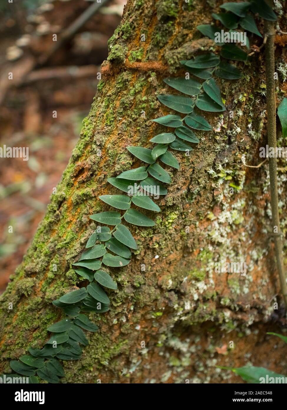 Piccola pianta rampicante che cresce su tronco di albero con moss nella foresta pluviale, Rio de Janeiro, Brasile Foto Stock