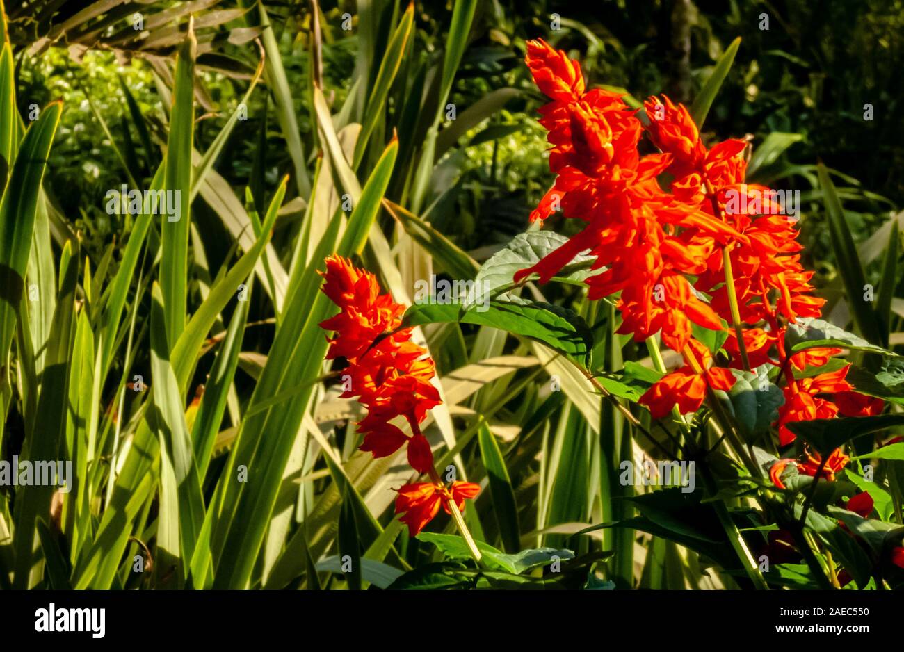 Red Flower Garden con sottolineato foglie verdi, Diamantina, Minas Gerais, Brasile Foto Stock