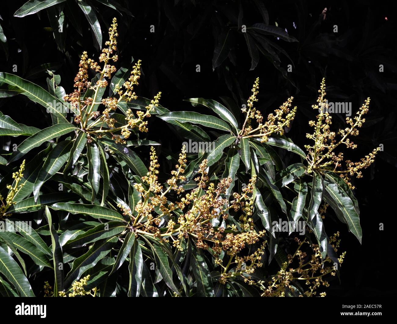 Il Mango Tree canopy dettaglio, le foglie e i fiori Foto Stock