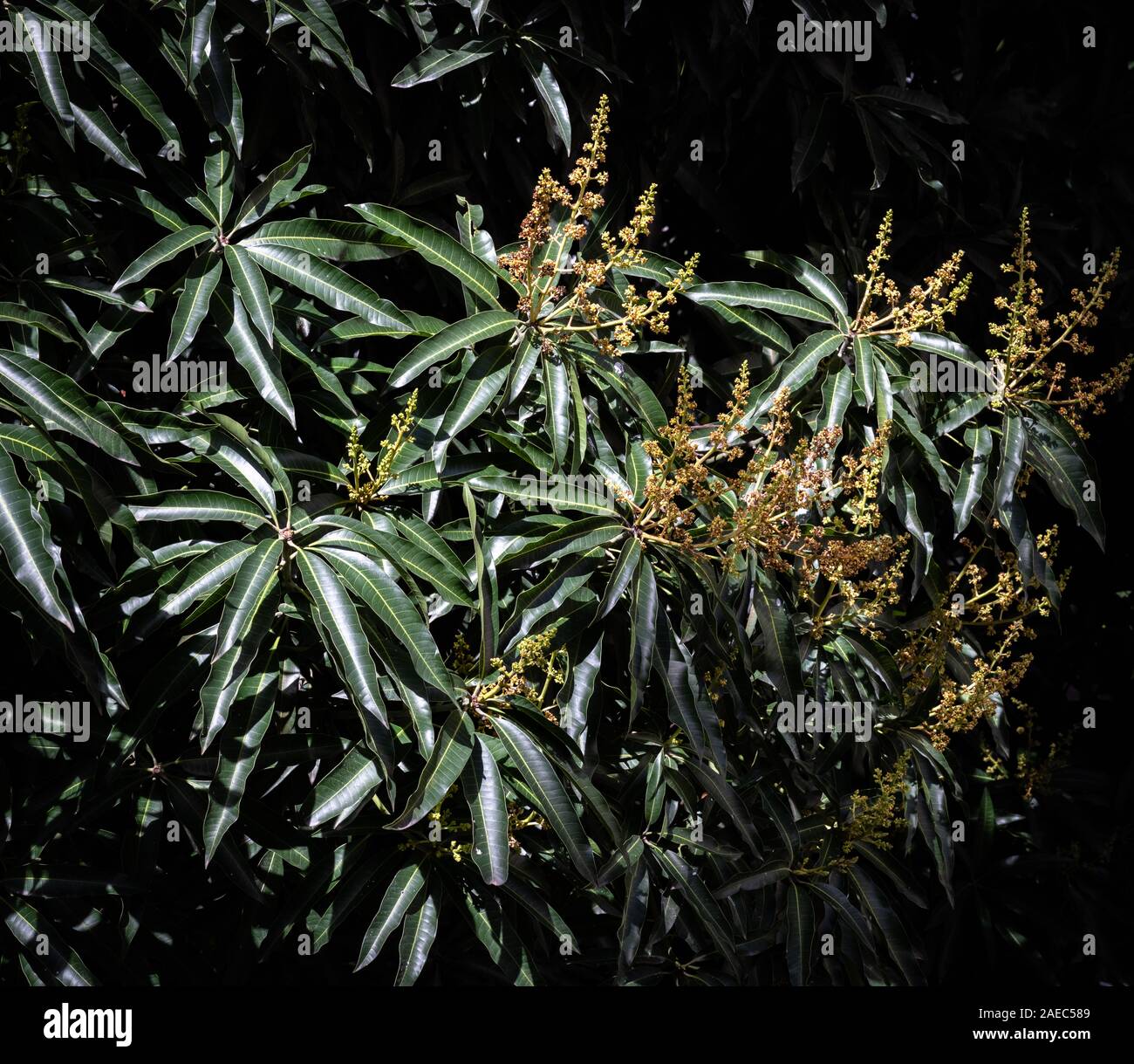 Il Mango Tree canopy dettaglio, le foglie e i fiori Foto Stock
