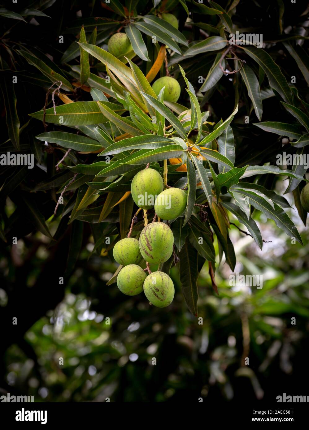 Più fresco verde mango in un albero di mango Foto Stock