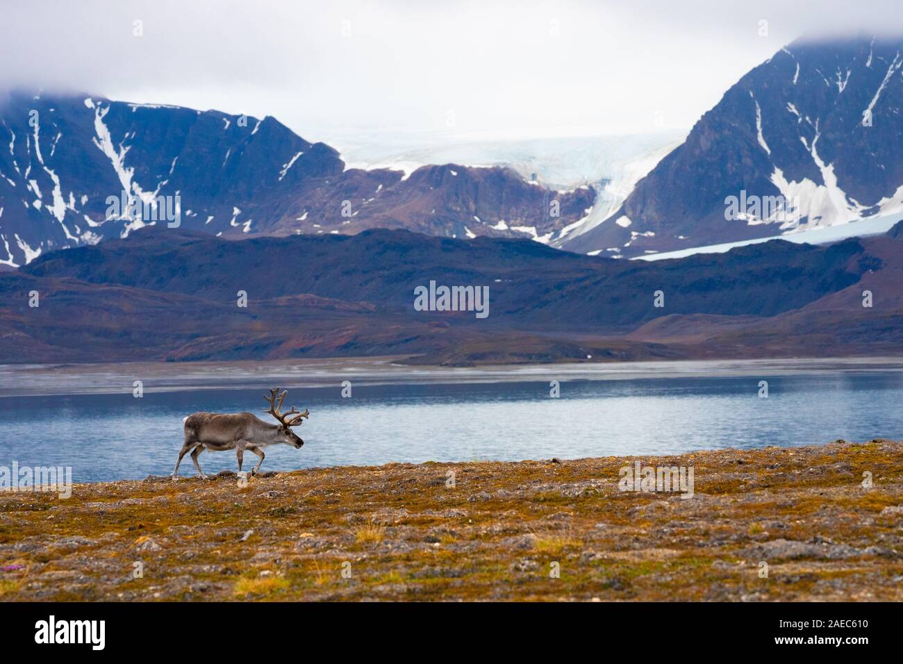 Un maschio di renna delle Svalbard (rangifer tarandus platyrhynchus) sulla tundra in estate con il suo palchi ancora in velluto. Questo mammifero erbivoro è la sm Foto Stock