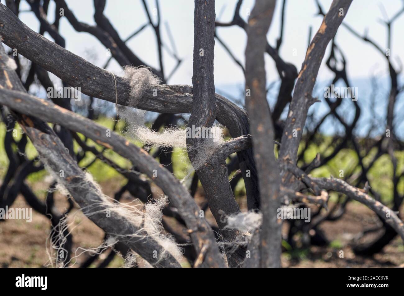 Regno Unito pecore lana bloccati su un ramo di un albero blu sullo sfondo del cielo e il verde erba. Foto Stock