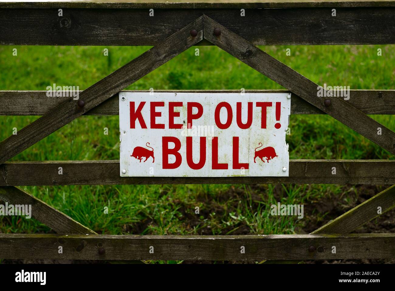 Segnale di avvertimento,tenere fuori bull,attenzione del Bull,pericolo,animali pericolosi,bull,tori,rischio,rischioso,gate,bloccare,bloccato,agriturismo,farmland,sicurezza,farm safety,dange Foto Stock