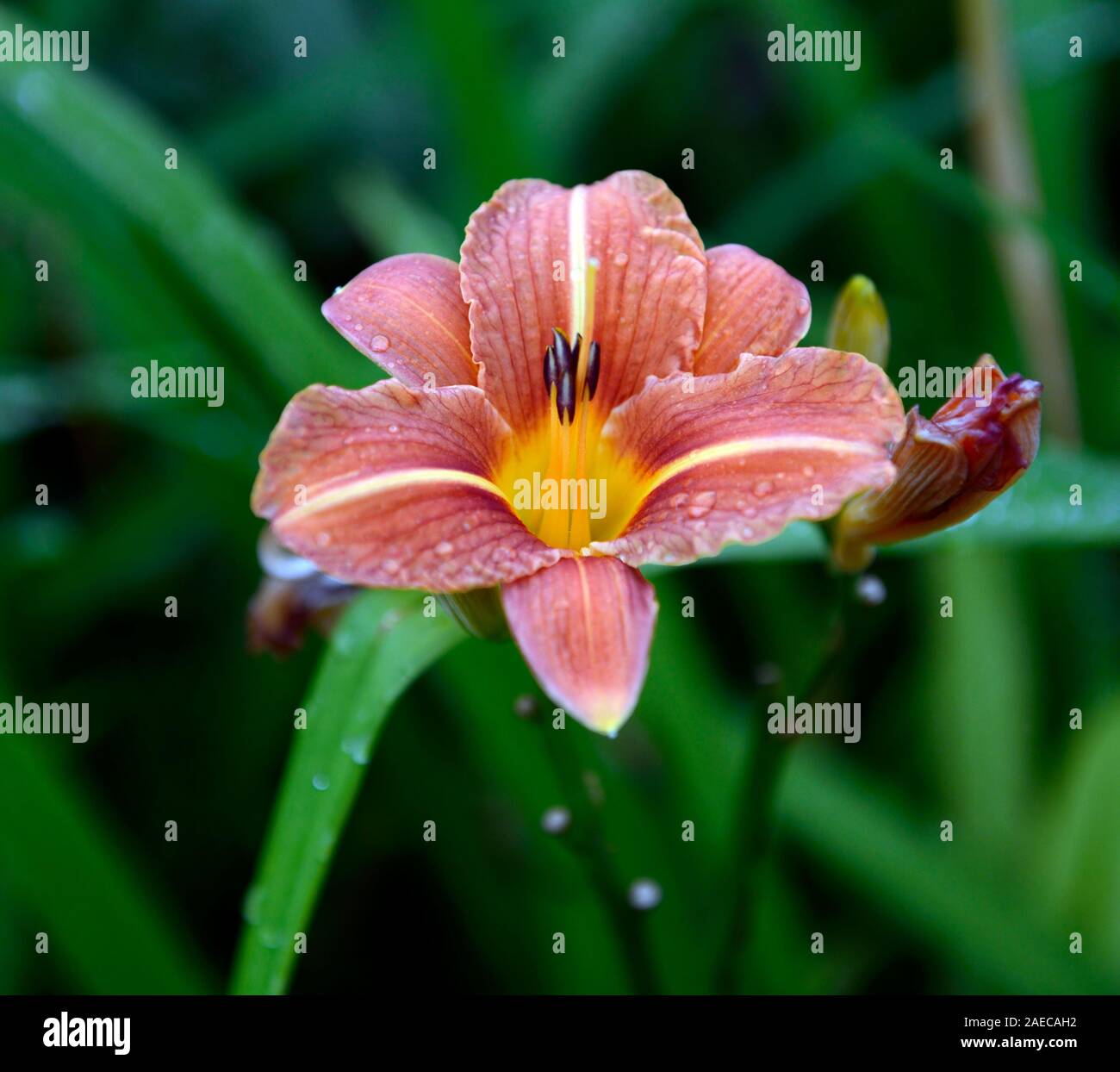 Hemerocallis,arancio ruggine,giglio di giorno,daylily,daylilies,fiore,fiori,fioritura,blooming,RM Floral Foto Stock