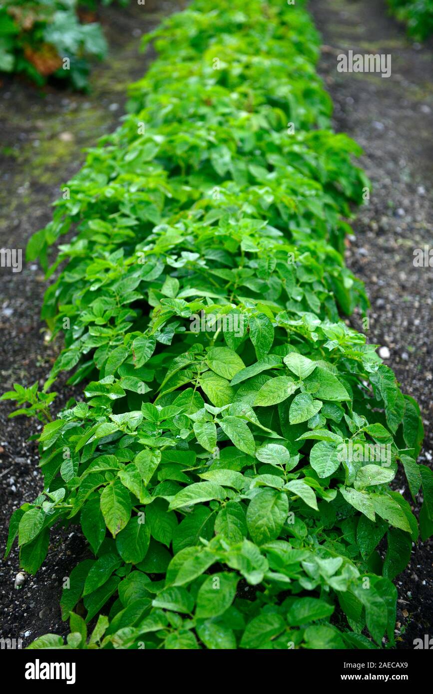 Potato gheppio,trapanare,bed,patate,foglie,foglie,fogliame,giardino vegetale,RM Floral Foto Stock