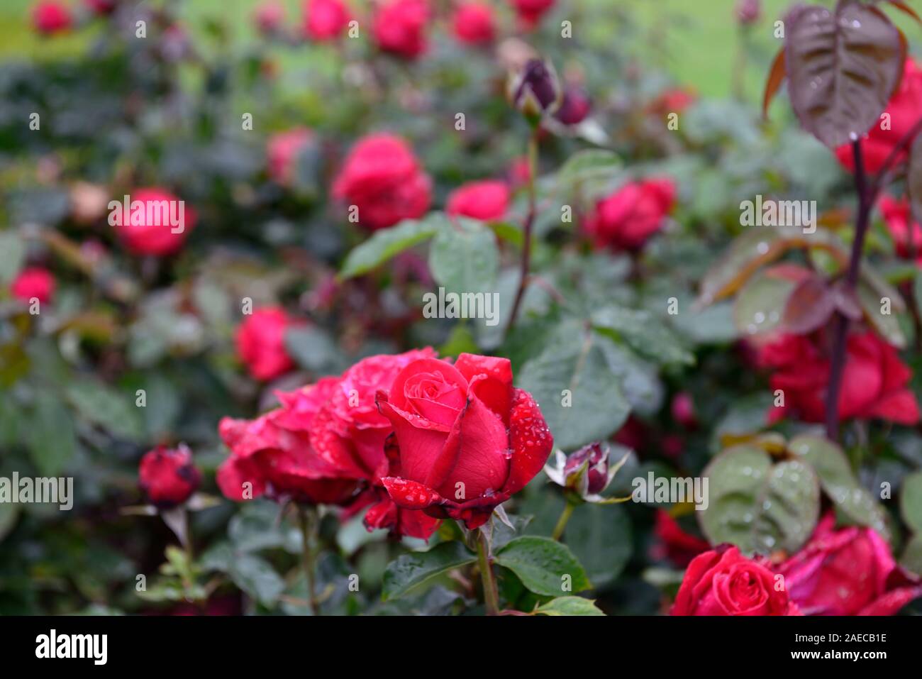 Rosa alec rosso di,rosa alec rosso di,fiore,rosso ciliegia tè ibrido,bush,arbusto,rose,fragrante,profumato,RM Floral Foto Stock