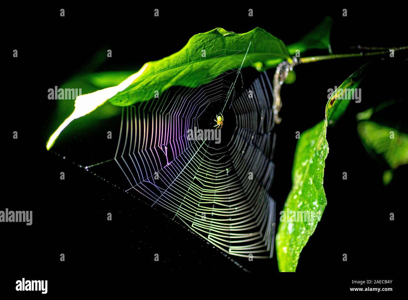 Spider la filatura di un web. Fotografato in Costa Rica foresta di pioggia Foto Stock