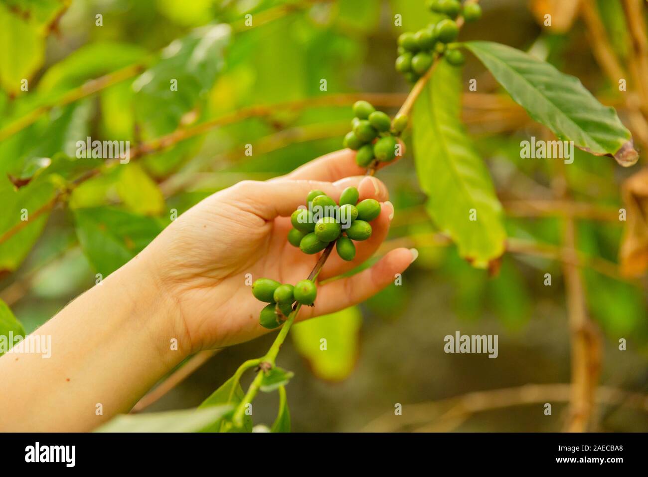 In primo piano della donna che mantiene il caffè fresco ramoscello Foto Stock