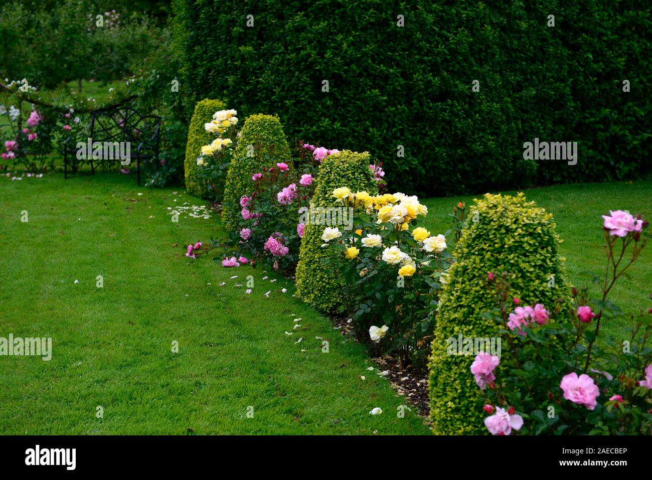 Rose,rose,bed,confine,giardino formale,ritagliati topiaria da hedge,giardino,RM Floral Foto Stock