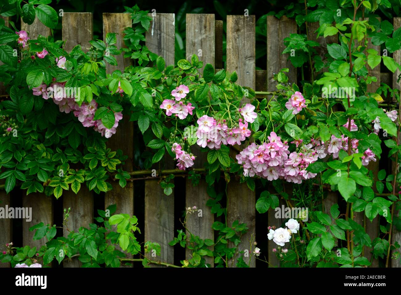 Rosa ,rose,fiori rosa,rambler,rampicate,coperchio,copertura recinzione in legno,fiori,fioritura,fragrante,profumato,RM Floral Foto Stock