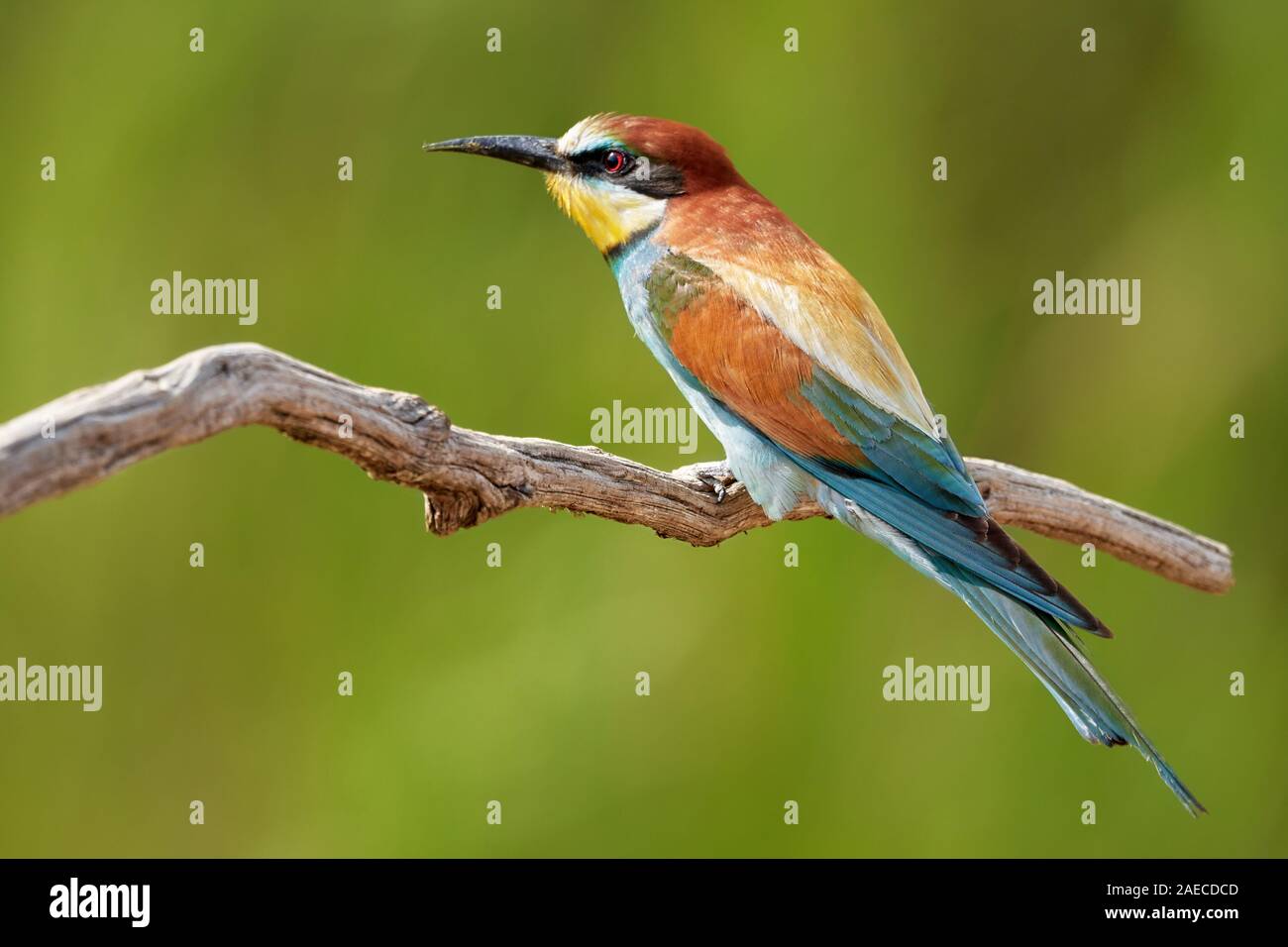 Uccello colorato europeo dell'ape mangiatore (Apiaster Merops) appollaiato su un ramo in natura Foto Stock