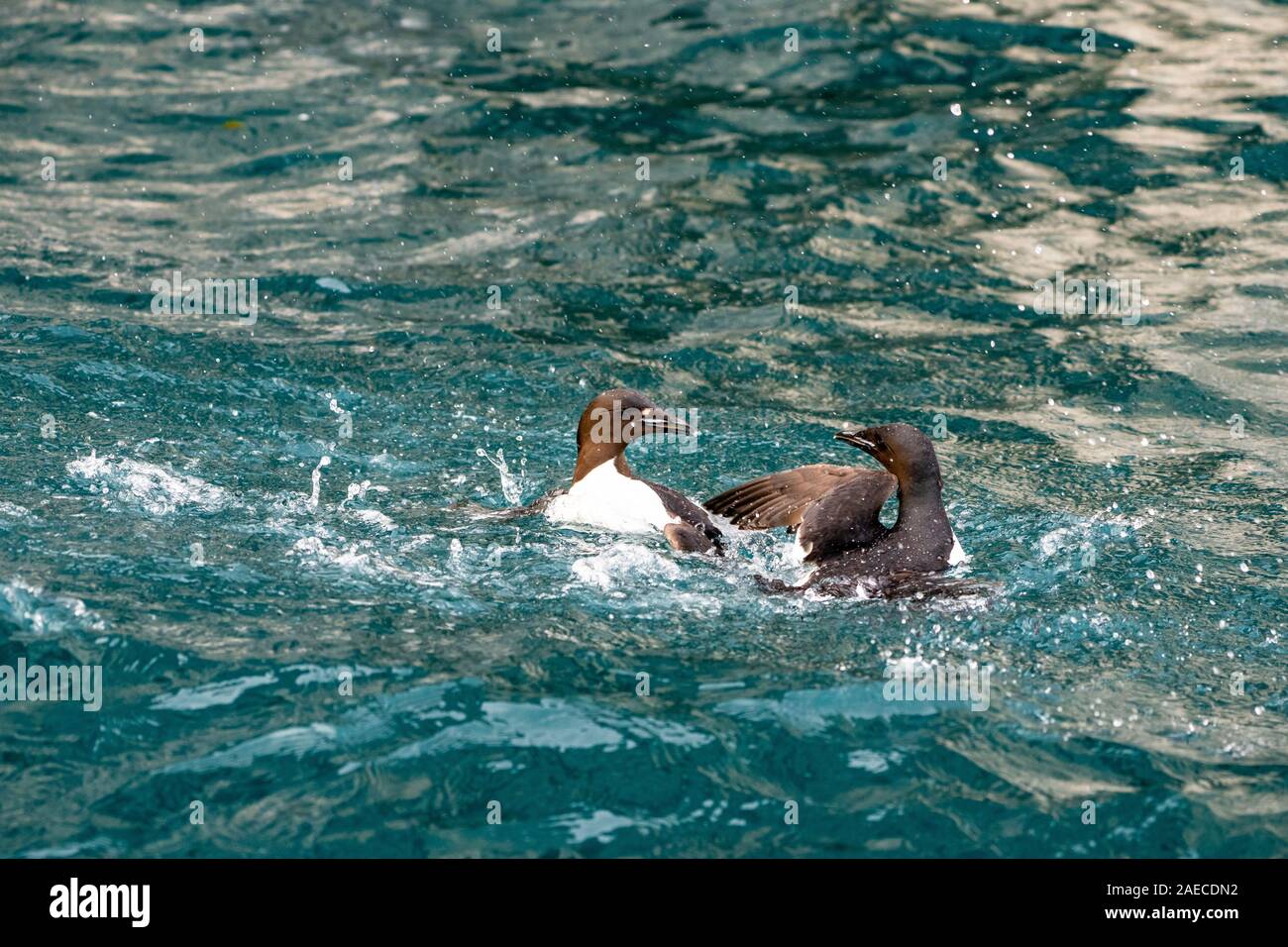 Thick-fatturati murre o Brunnich's guillemot (Uria lomvia) in una lotta. Questo mare costiero-bird è nativo di latitudini settentrionali di Europa, Asia e Nord un Foto Stock