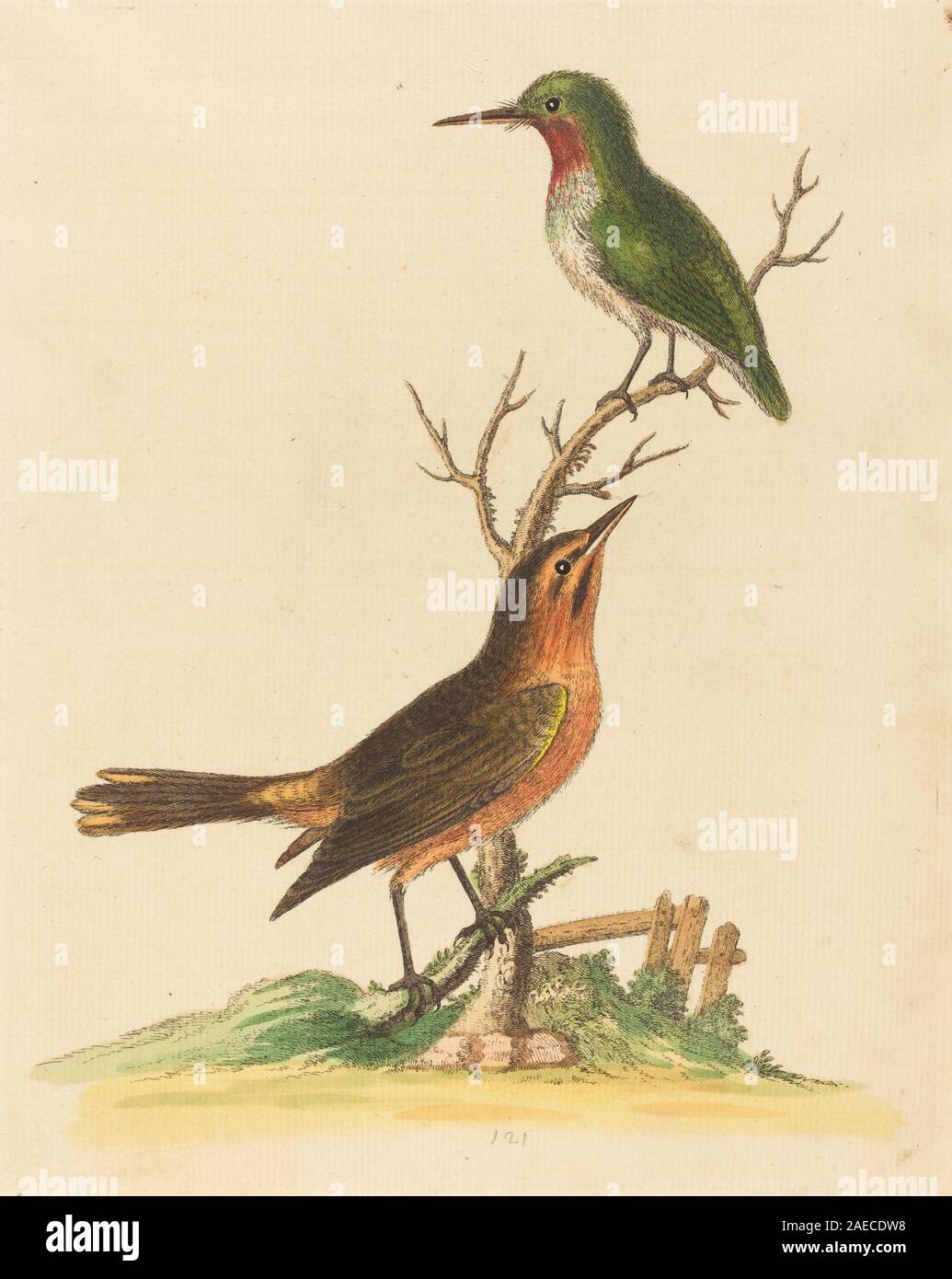 "Green Bird with Red Throat and Brown and Orange Bird" di George Edwards raffigura due uccelli che mostrano piumaggio, becco, postura, occhio, piedi e dettagli naturalistici tipici dell'illustrazione ornitologica del xviii secolo. Foto Stock