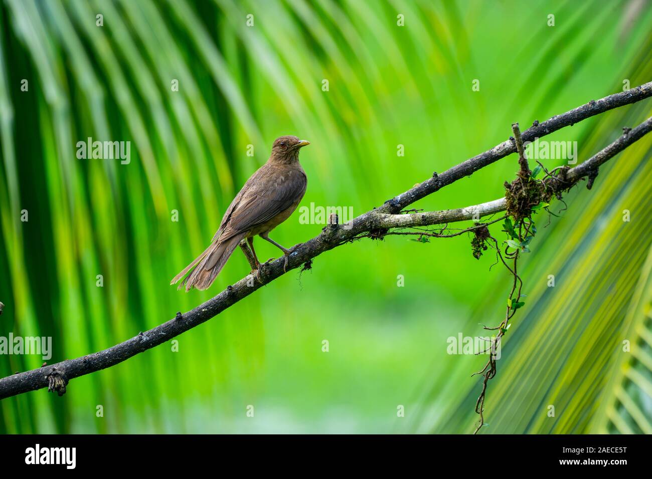 Il clay-colorato (thrush Turdus grayi) è un comune centro American bird del Tordo (Famiglia Turdidae). È l'uccello nazionale della Costa Rica, dove Foto Stock