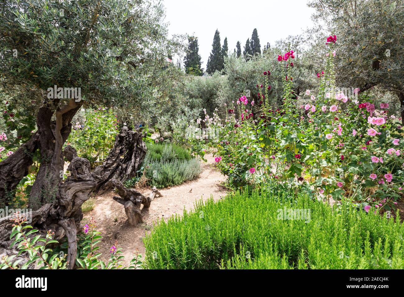 Il Giardino del Getsemani detiene un posto importante nel racconto del Vangelo, dal momento che Gesù vi passò la notte prima del suo arresto, pregando in angoscia mortale. Foto Stock