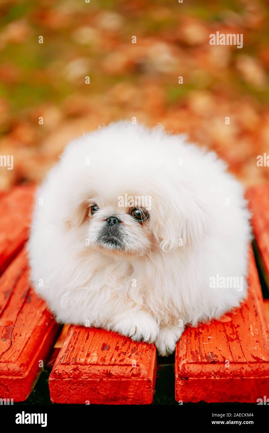 Bianco Pekinese Pekingese Peke cucciolo cucciolo di cane seduto sulla panca di legno in autunno Park Foto Stock
