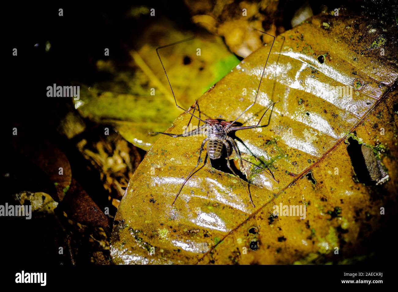 Frusta Tailless scorpion (Ordine Amblypygi) sulla corteccia di un albero. Amblypygids sono un gruppo di aracnidi tropicali. Essi sono carnivori, e sono di solito n Foto Stock