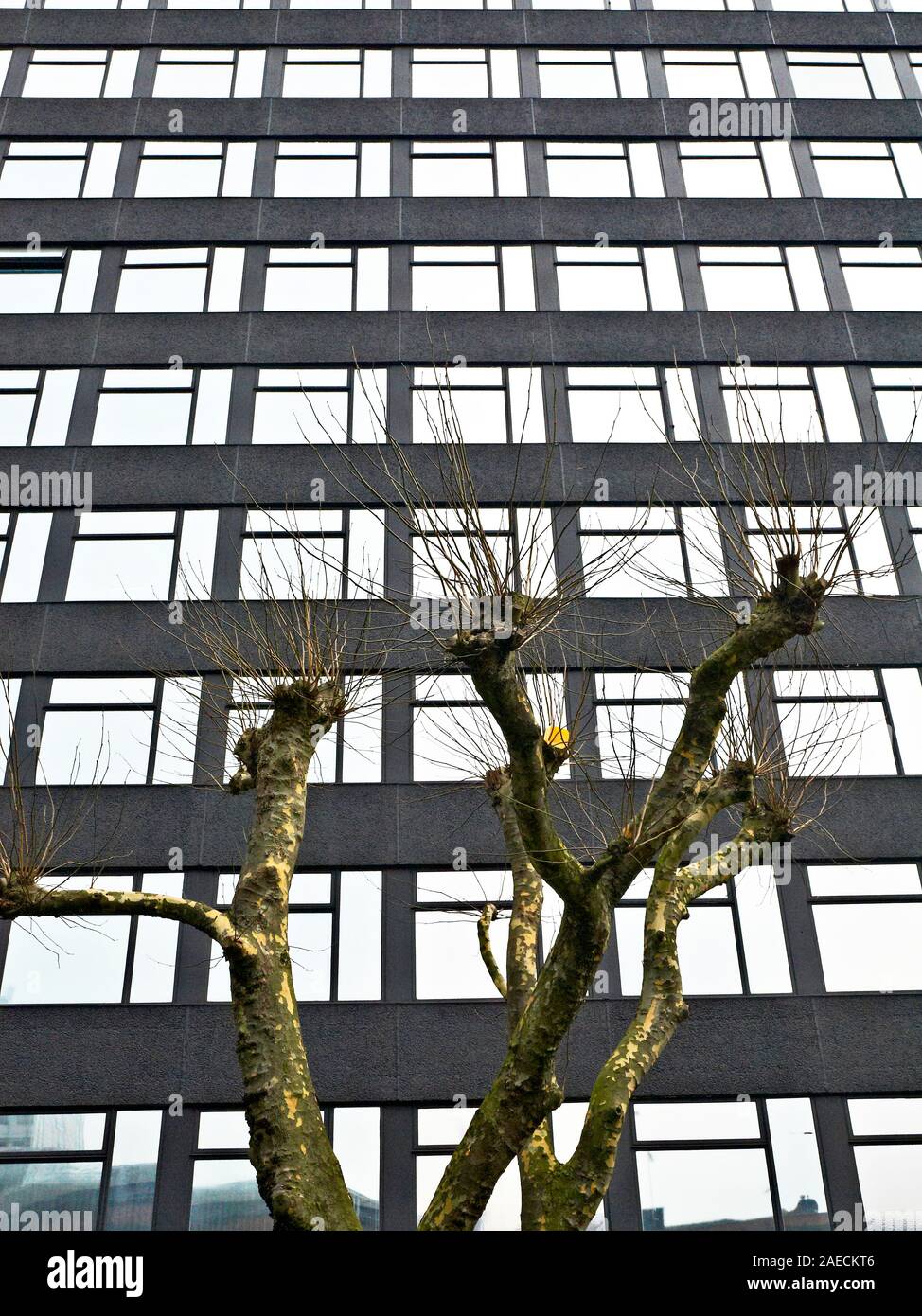 Potatura albero nella parte anteriore di un alto edificio di uffici a Manchester REGNO UNITO Foto Stock