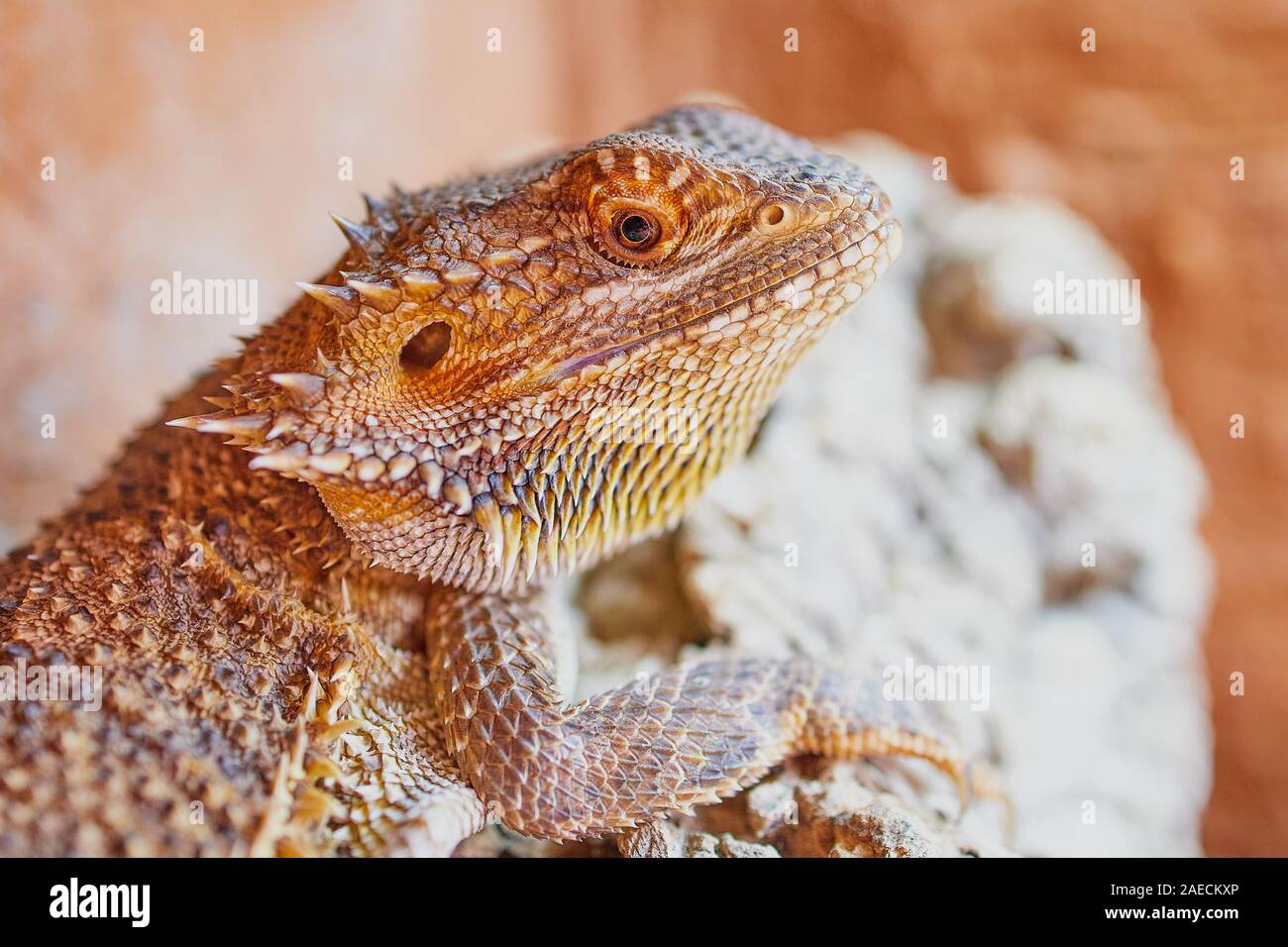 Mezza ritratto di una femmina di drago barbuto, macro immagine a colori Foto Stock