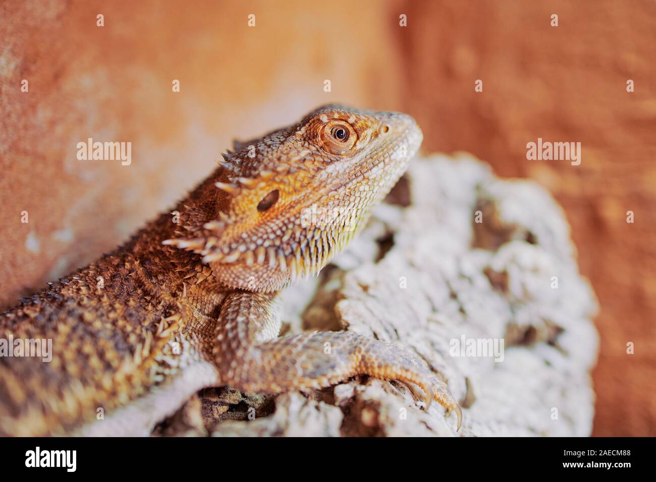 Chiudere l'immagine a colori di una femmina di drago barbuto nel suo terrario Foto Stock
