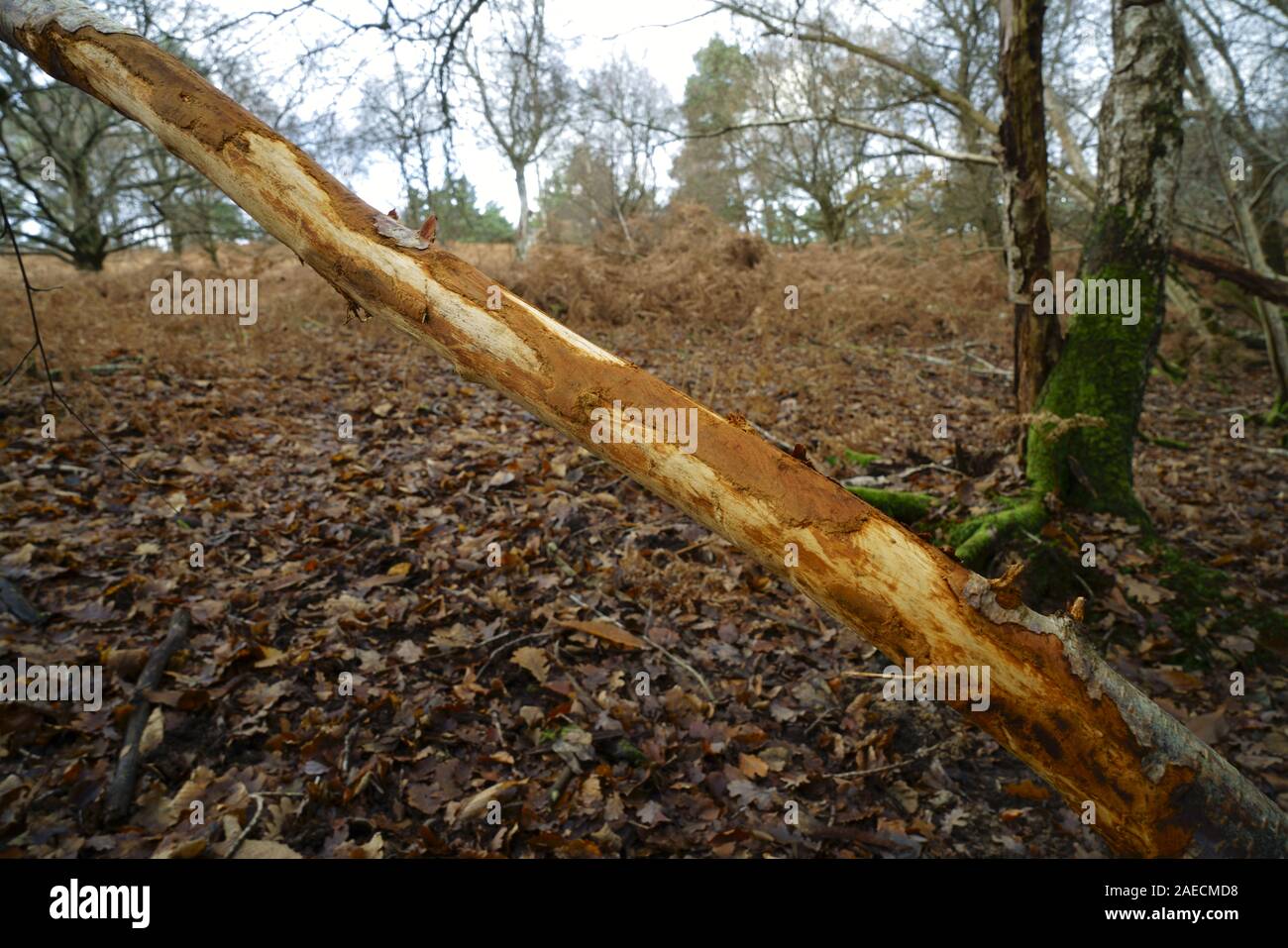 Un ramo di albero privato della corteccia da pascolo di cervi Ashdown Forest. Foto Stock
