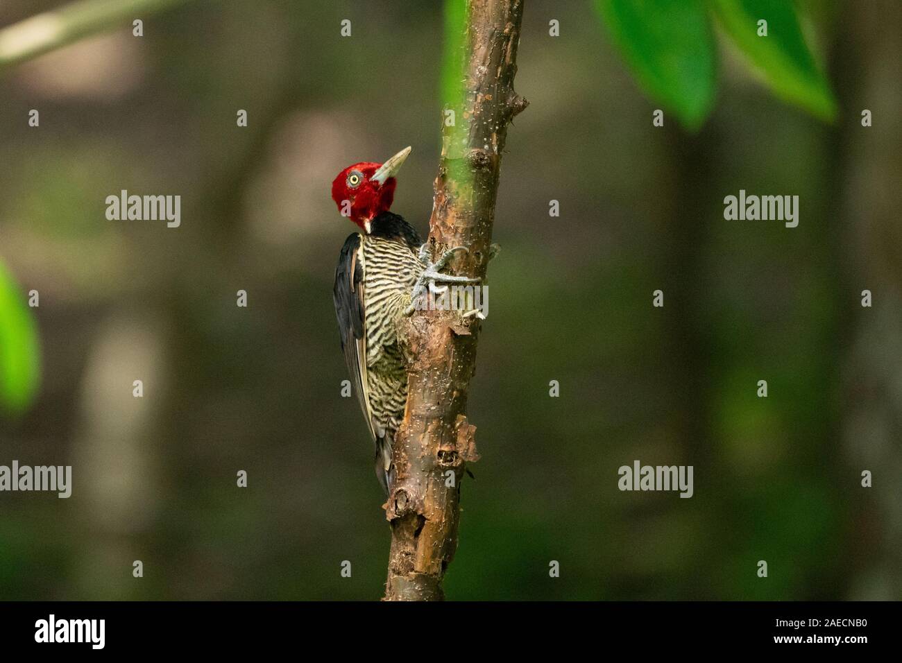 Un pallido fatturati picchio rosso maggiore (Campephilus guatemalensis) è un grande picchio rosso maggiore che è residente breeding bird dal Messico del Nord ad ovest di Panama. Foto Stock