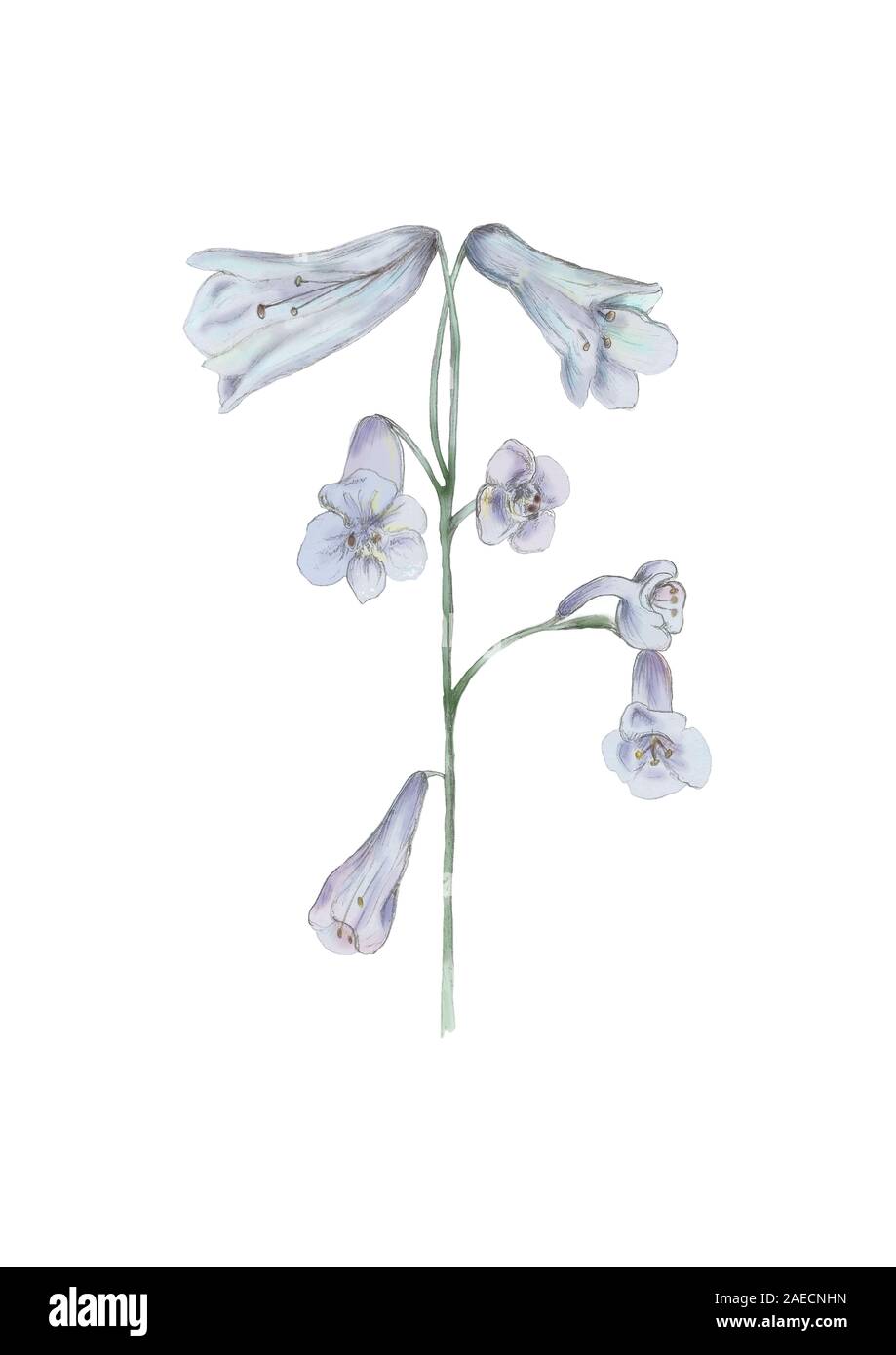 Blue Bell fiore su uno sfondo bianco. Unico fiore illustrazione. Foto Stock