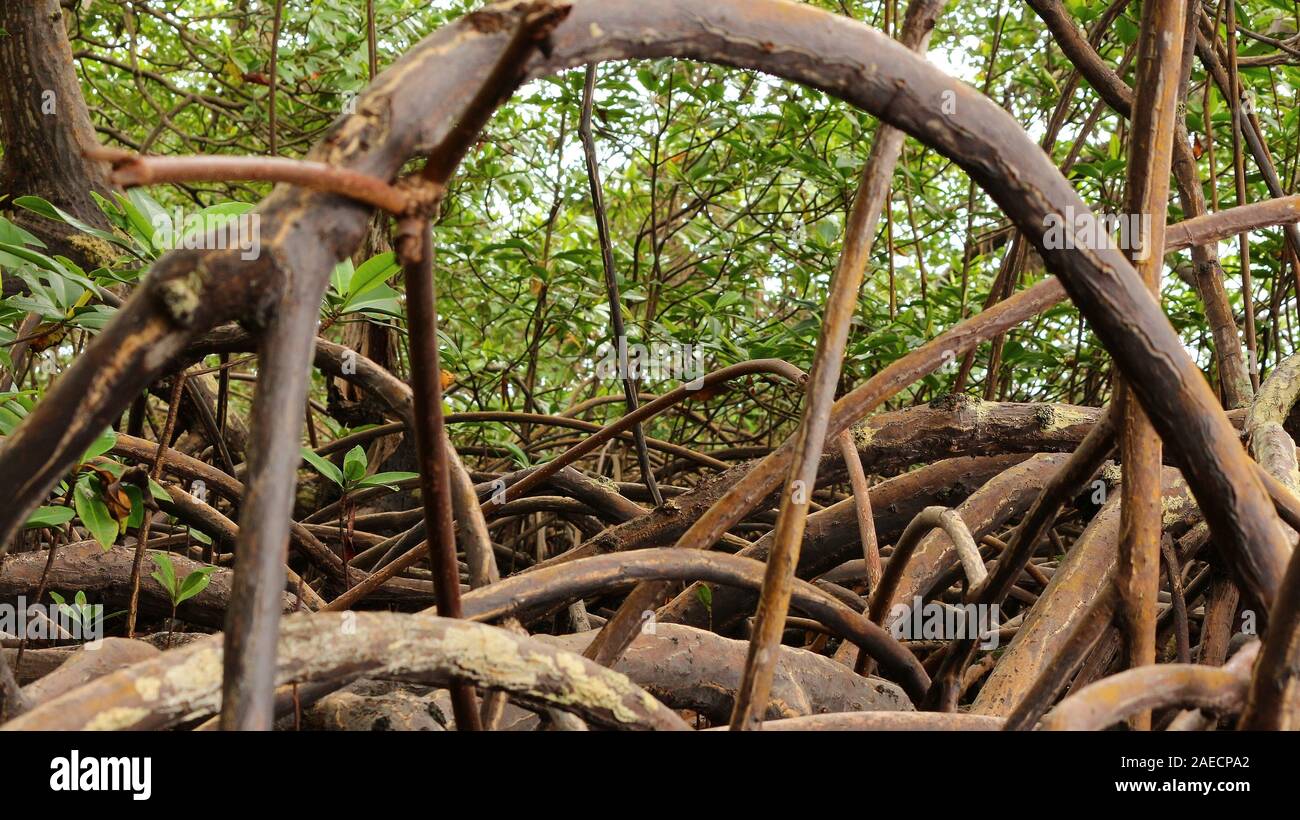 La foresta di mangrovie a Bocas del Toro Foto Stock