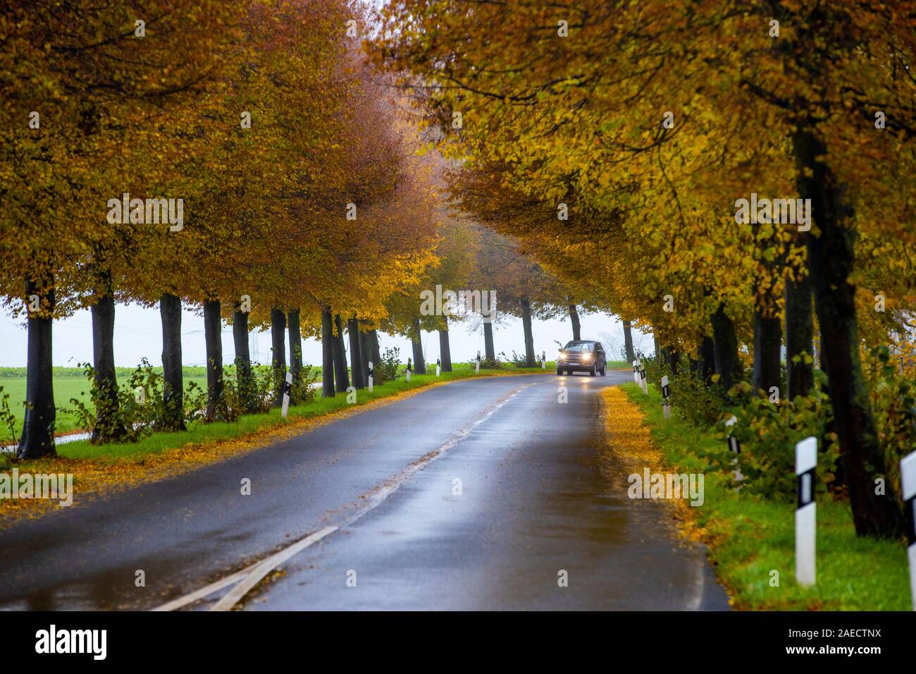 Strada di campagna, autunno, nebbia, pioggia, tree avenue, strada bagnata, foglie, Foto Stock