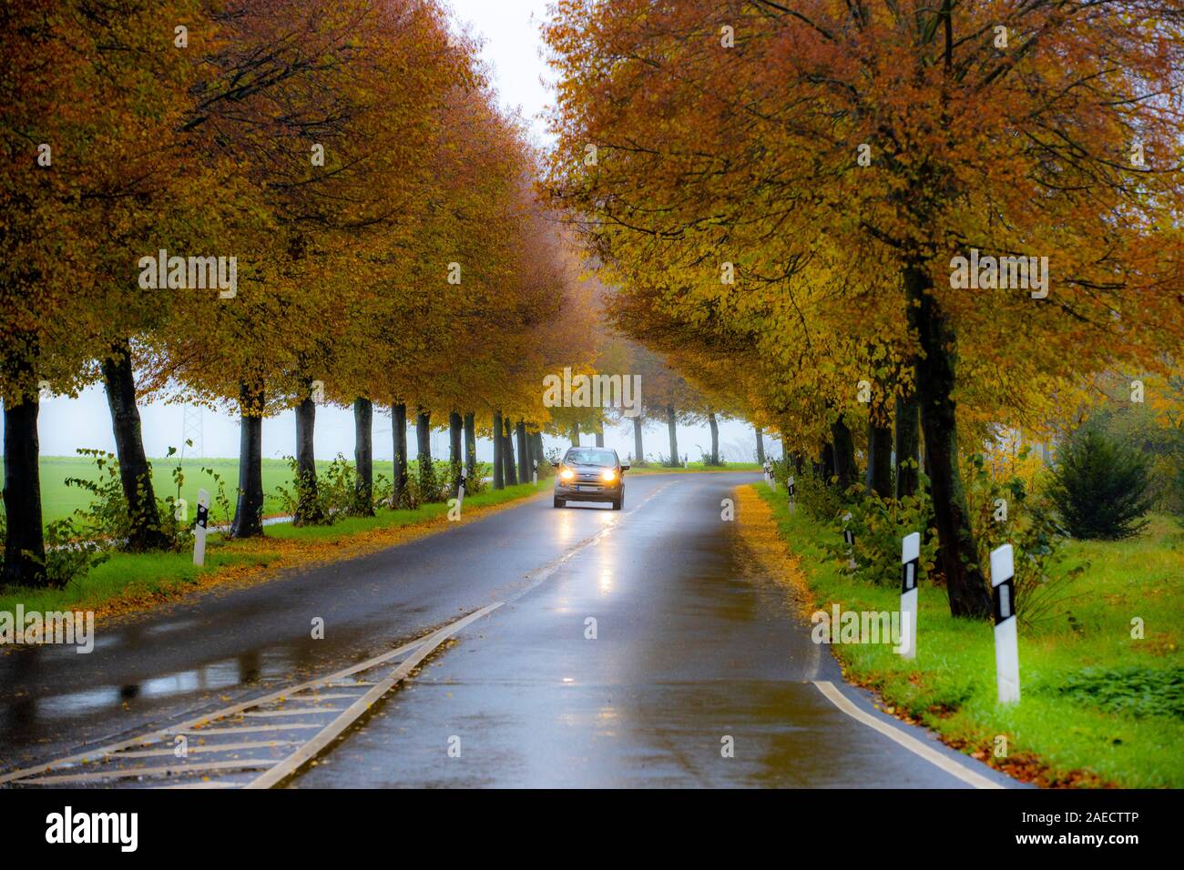 Strada di campagna, autunno, nebbia, pioggia, tree avenue, strada bagnata, foglie, Foto Stock