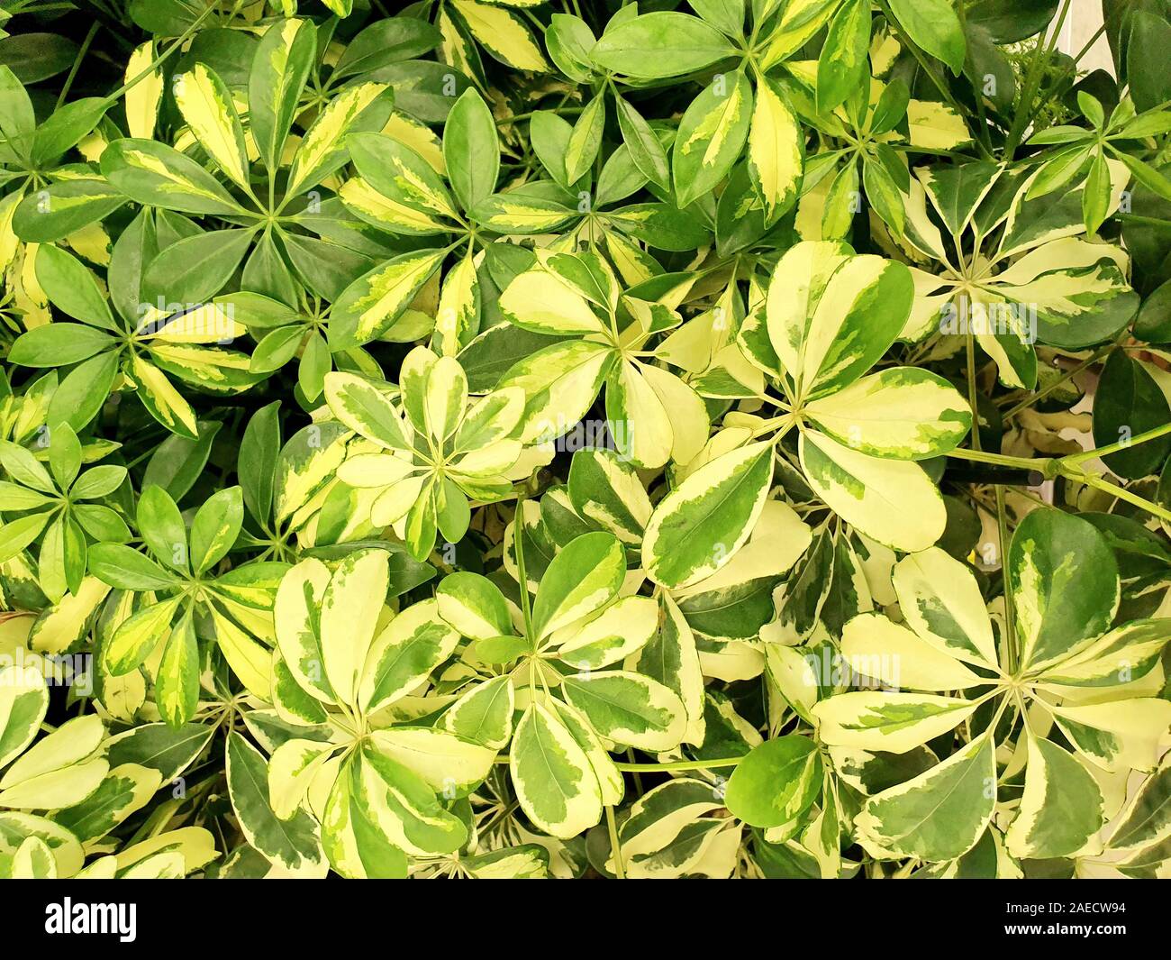 Belle foglie colorate di varie piante. Foglie di colore verde brillante tonalità crescono molto strettamente. Foto Stock