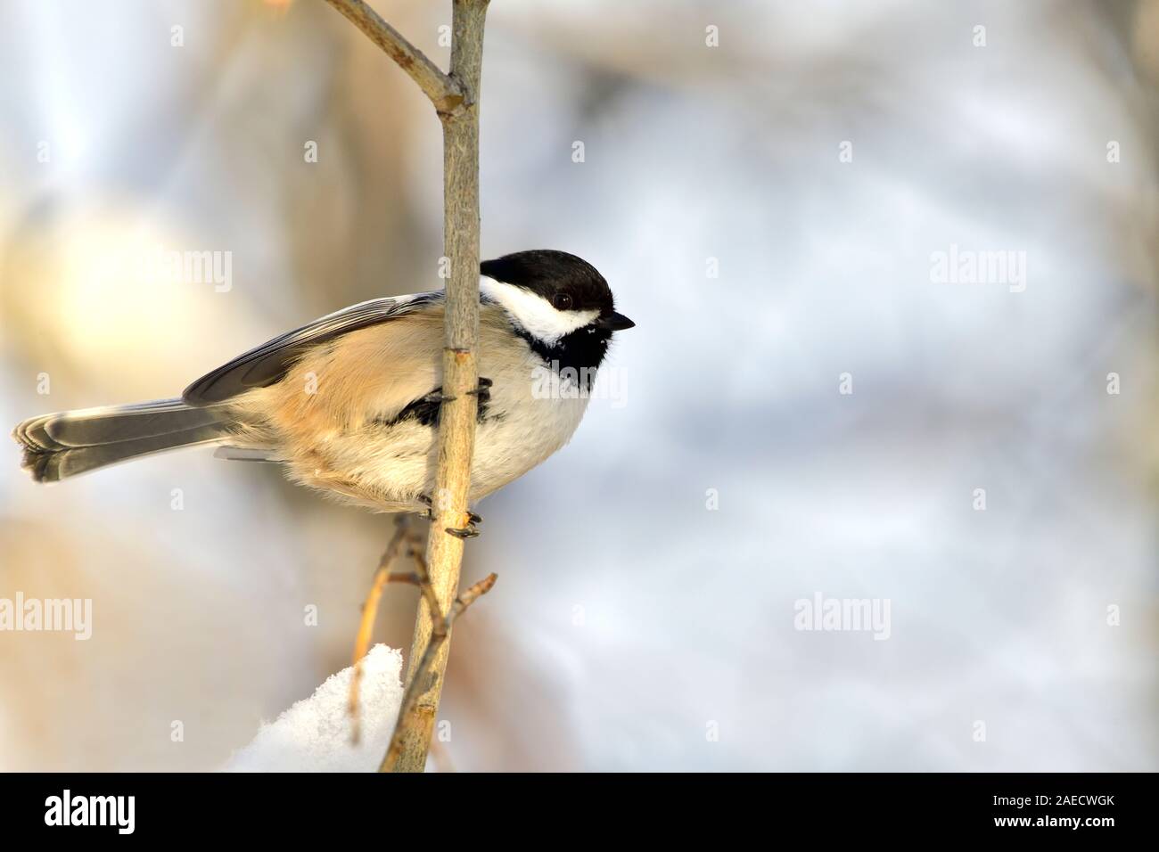 Un wild Black-capped Luisa uccello appollaiato su un ramo verticale nelle zone rurali di Alberta in Canada Foto Stock
