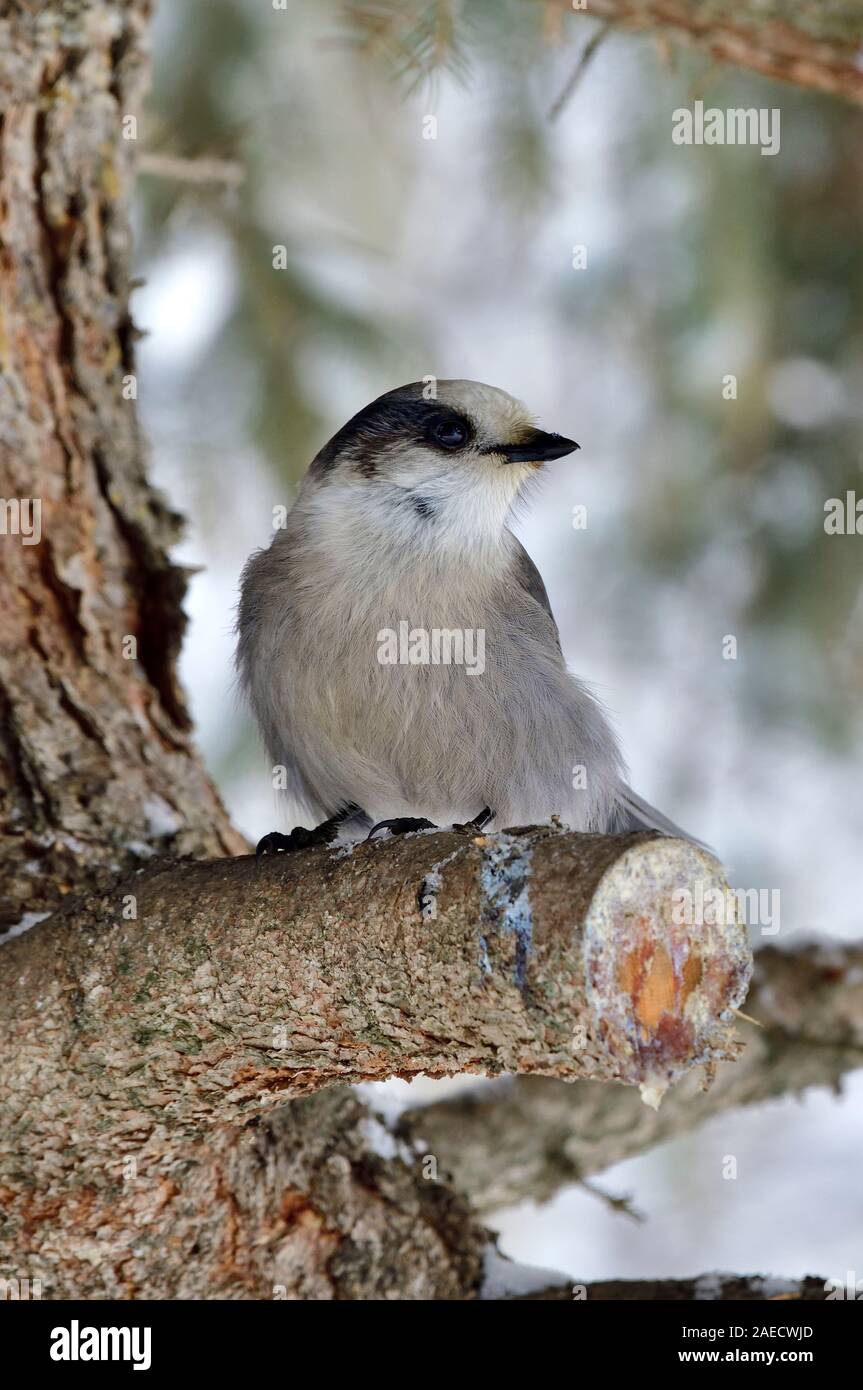 Un selvaggio Canada Jay in inverno piumaggio appollaiato su un tagliare abete rosso di ramo di albero nelle zone rurali di Alberta in Canada. Foto Stock
