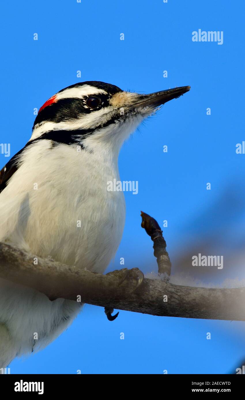 A chiudere l'immagine verticale di un maschio di Picchio pelose 'Picoides pubescens', appollaiato su un ramo di albero contro un cielo blu nelle zone rurali di Alberta in Canada Foto Stock