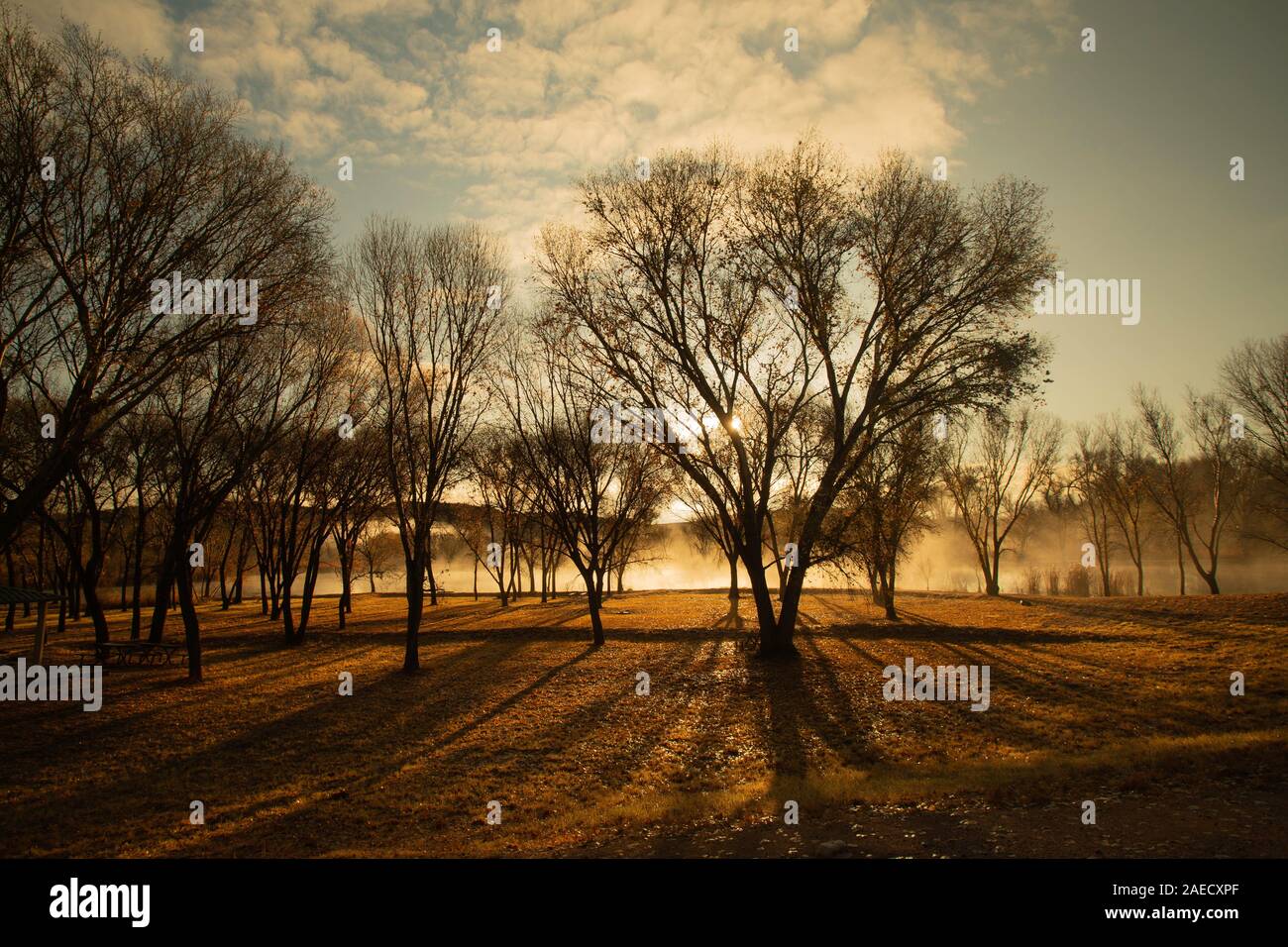 Scena sognante di nebbia e le ombre degli alberi retroilluminati da primo sole al mattino Foto Stock